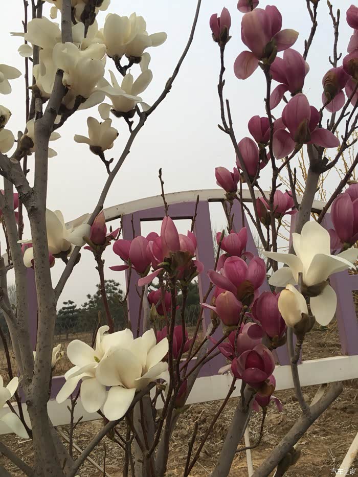 春季里开花十四五六