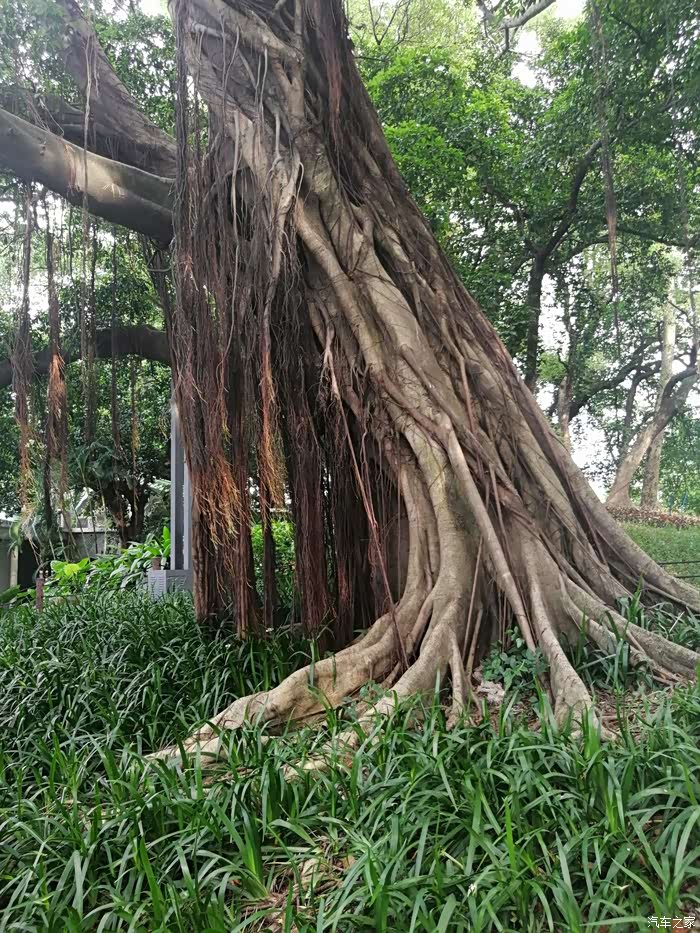 【独木也成林】途铠和广州公园的大榕树