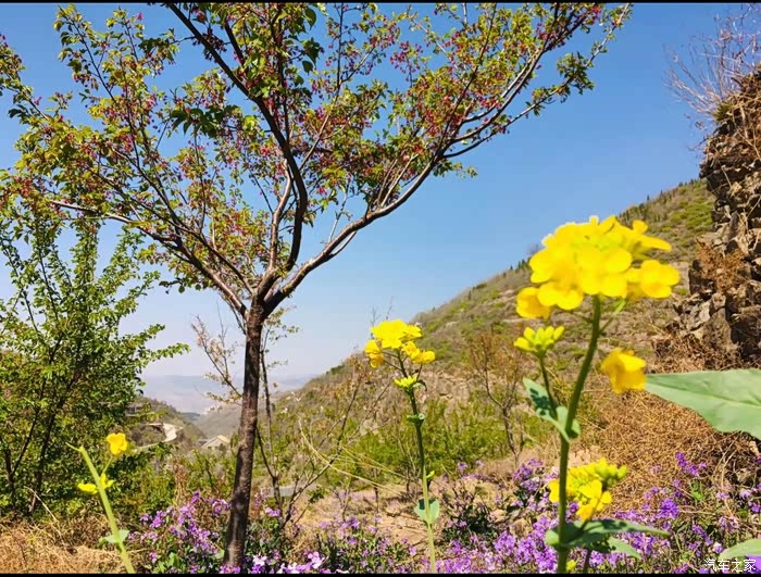 暖春出游,相约樱花树下