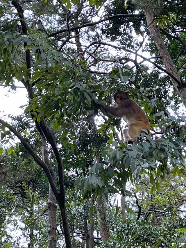 迎暖春送积分三岭湾猕猴观赏园
