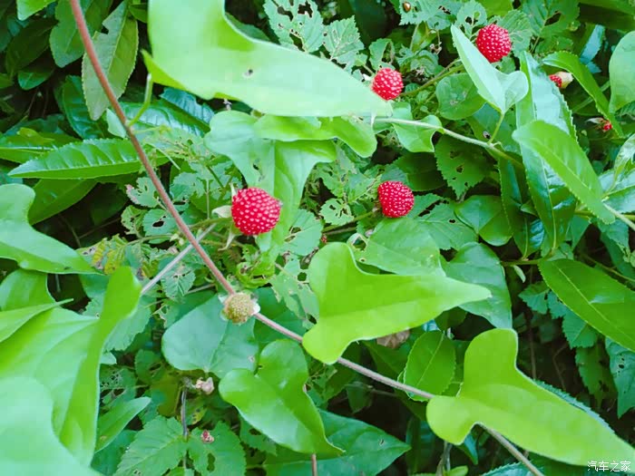 绍兴话叫种田红,小时候放学回家路边摘边吃!