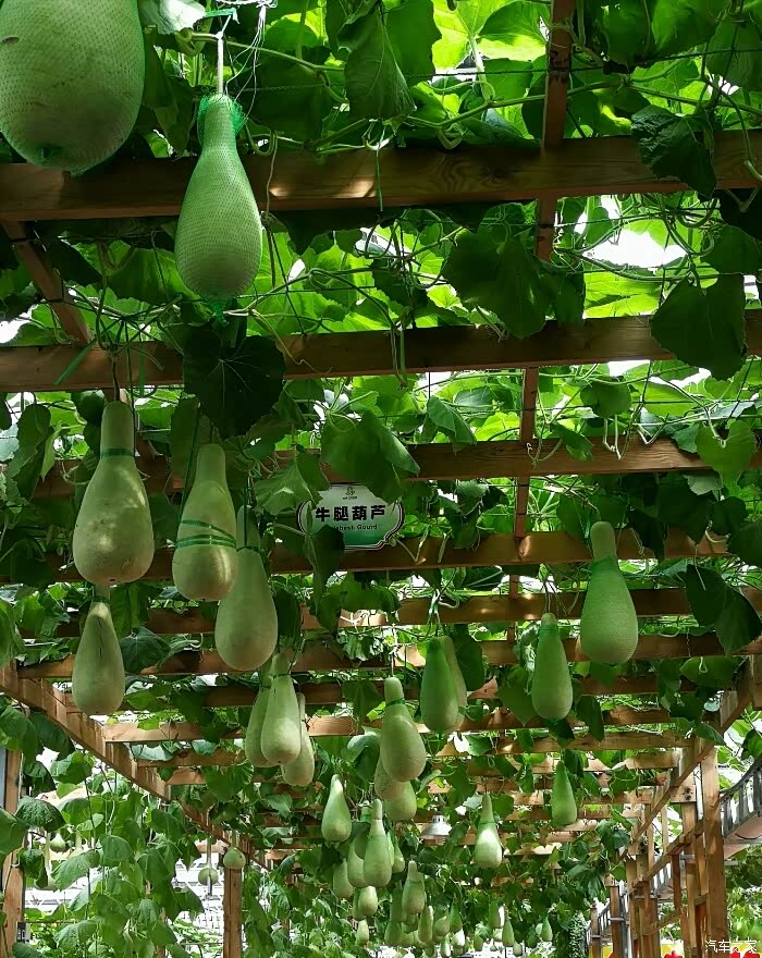 蔬菜之乡寿光,感受蔬菜之美