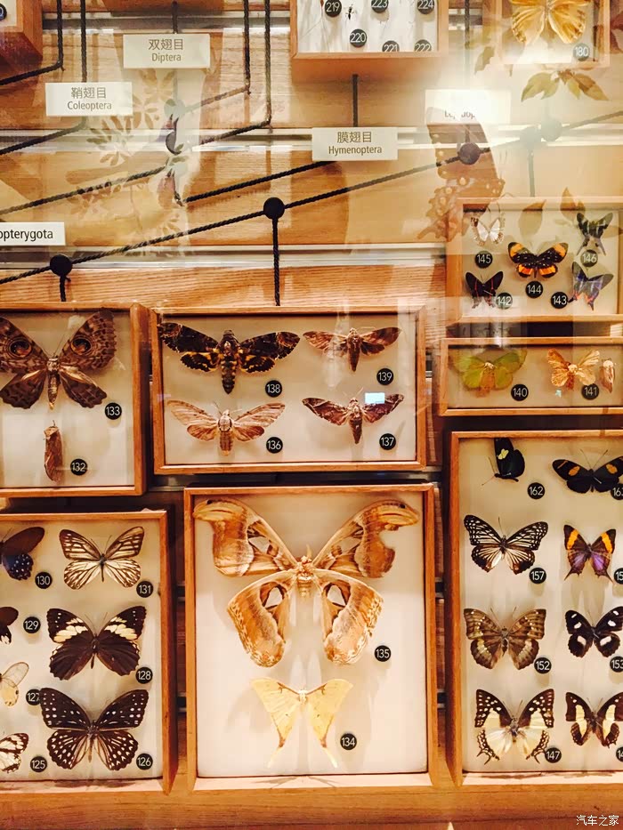 魔都周末游上海自然博物馆二蝴蝶标本美轮美奂