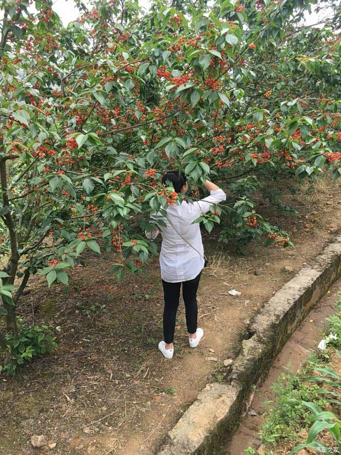 壁山八塘摘樱桃