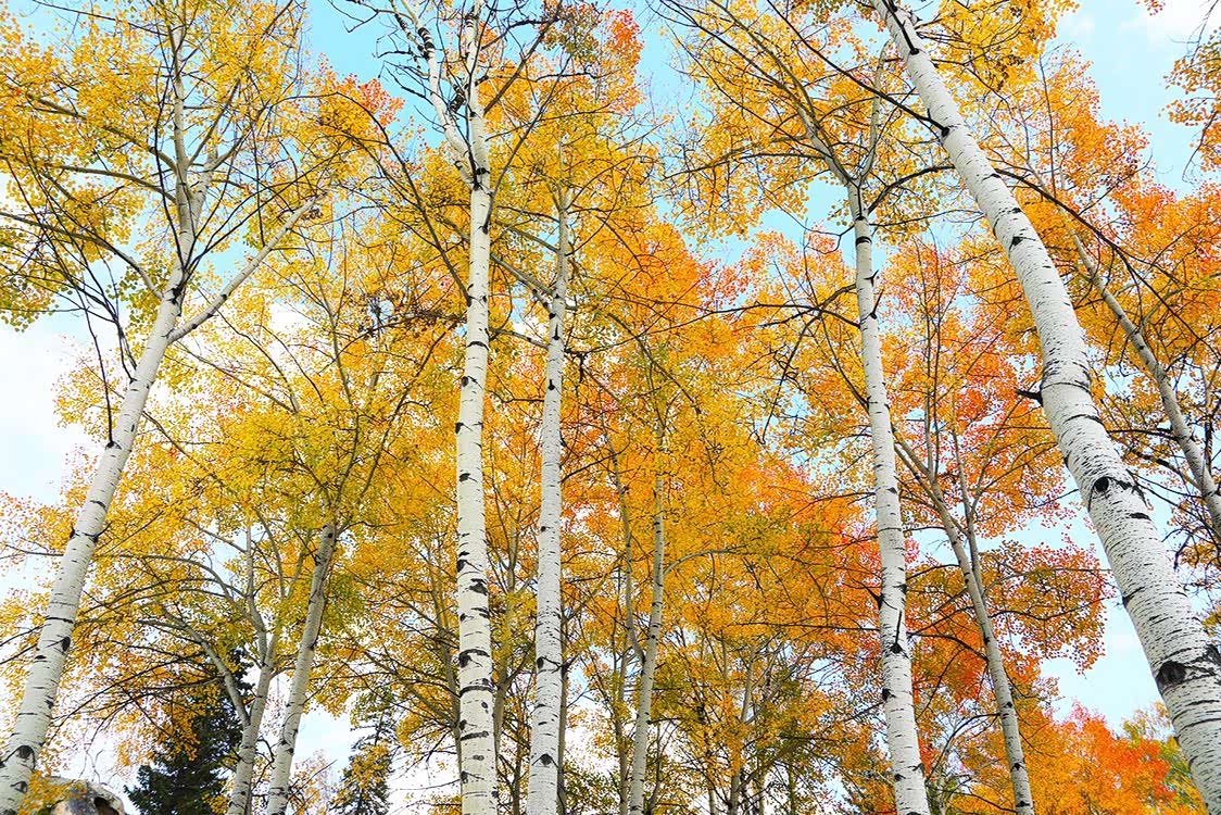 每到深秋时节欧洲山杨树叶先由绿转黄,内层林尽染,火红一片.