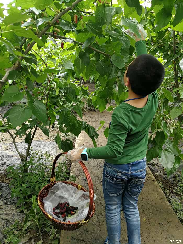 重庆cs35车友会t1873齐齐周末摘桑葚