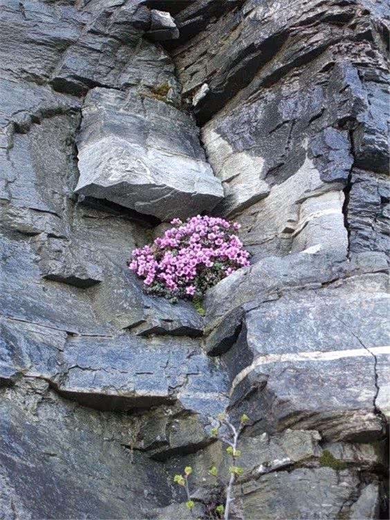 绝处逢生,高岭之花,美极了!