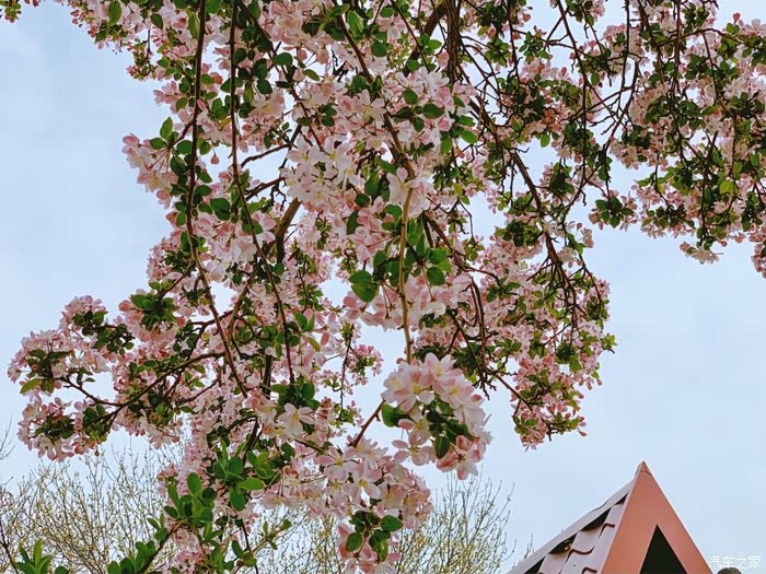 【迎暖春送积分】大理道海棠花1