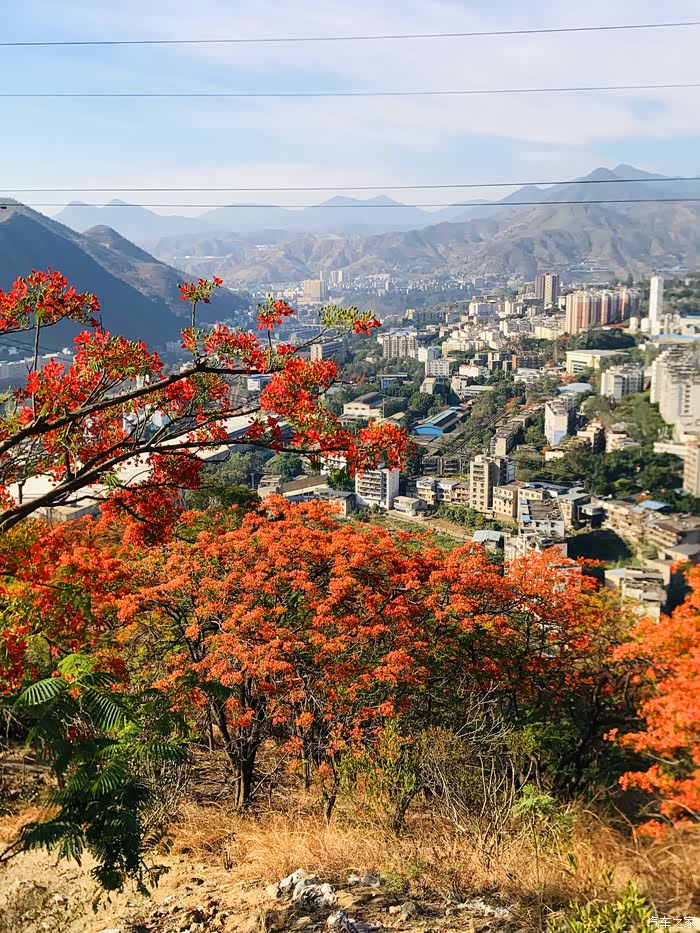 攀枝花凤凰花公园—赏凤凰花