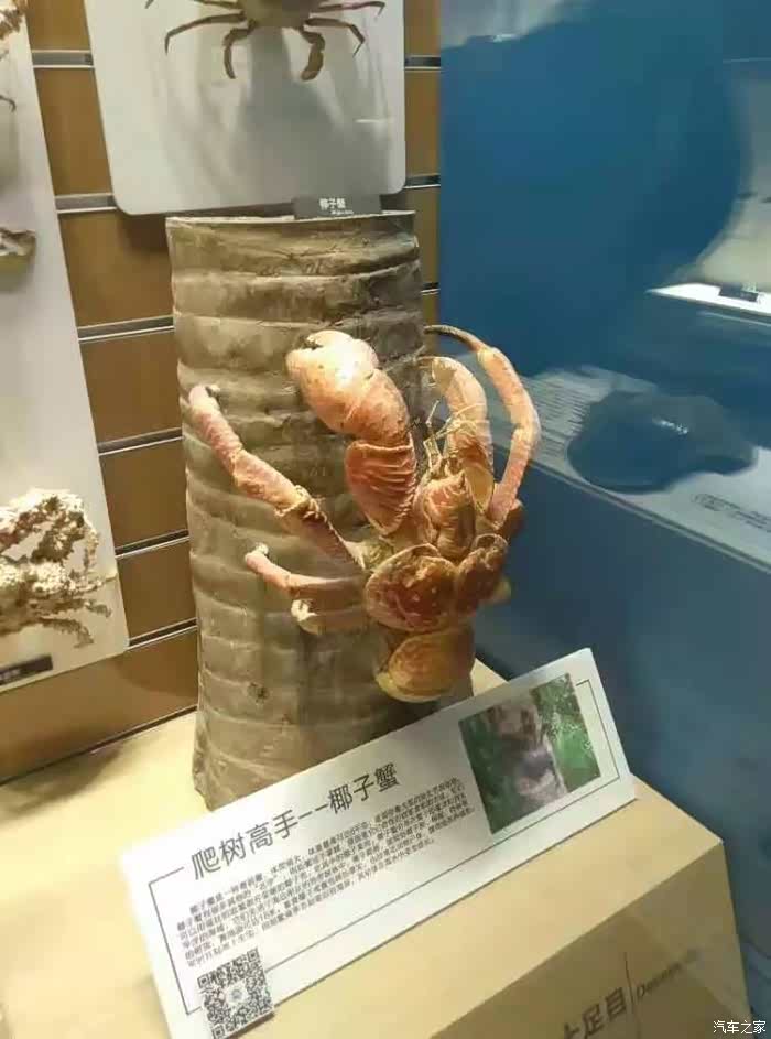 鲨鱼标本,这个是比较小的,当时还有一个更大的,但是我的屏幕装不下,就