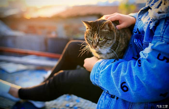 美女与她的猫儿