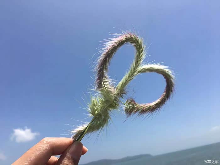 来自狗尾巴草的浪漫