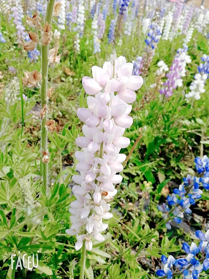 带你去看鲁冰花开