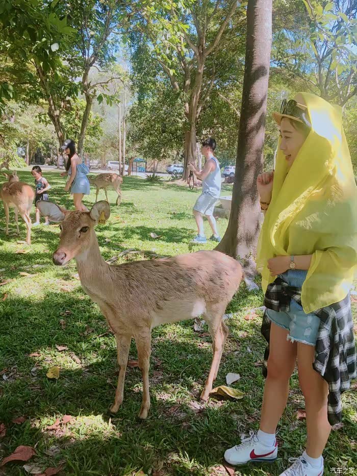 超级可爱小鹿