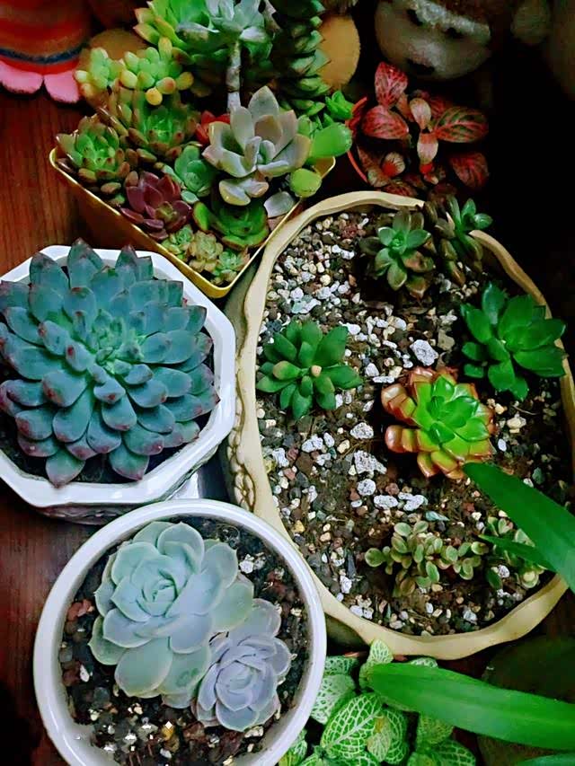 睡觉养的多肉有我家的多每天都会关注1