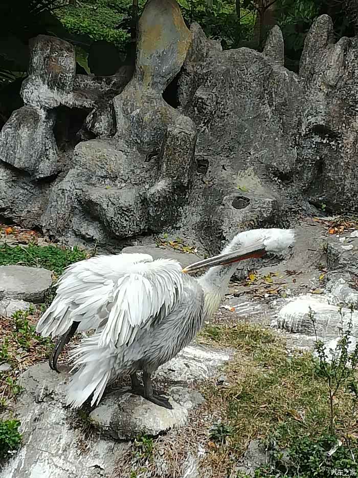春节阿宝带我们去动物园