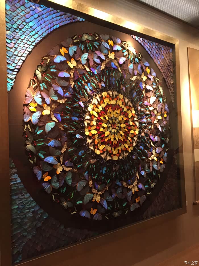 魔都周末游上海自然博物馆二蝴蝶标本美轮美奂