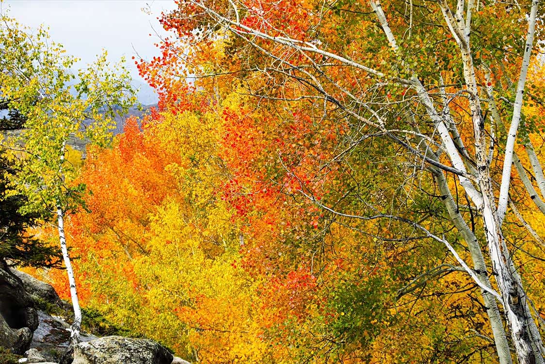 每到深秋时节欧洲山杨树叶先由绿转黄,内层林尽染,火红一片.