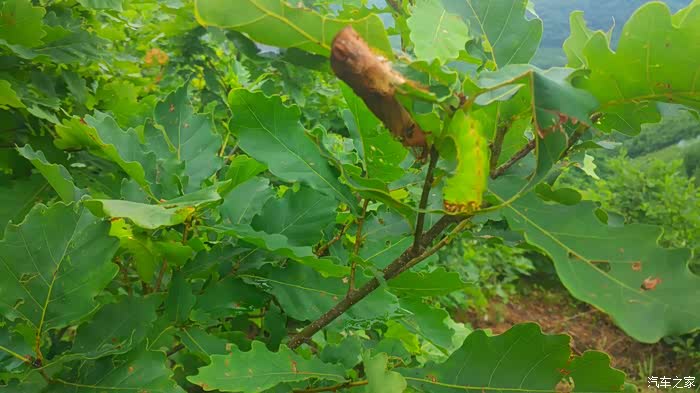 东北放蝉的生活