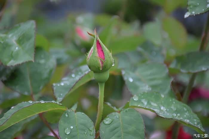 雨中娇艳的月季花