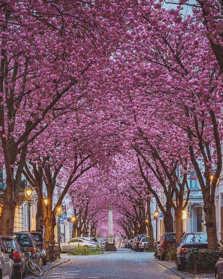 欧洲也可以看樱花德国波恩樱花大道每年不用去日本了