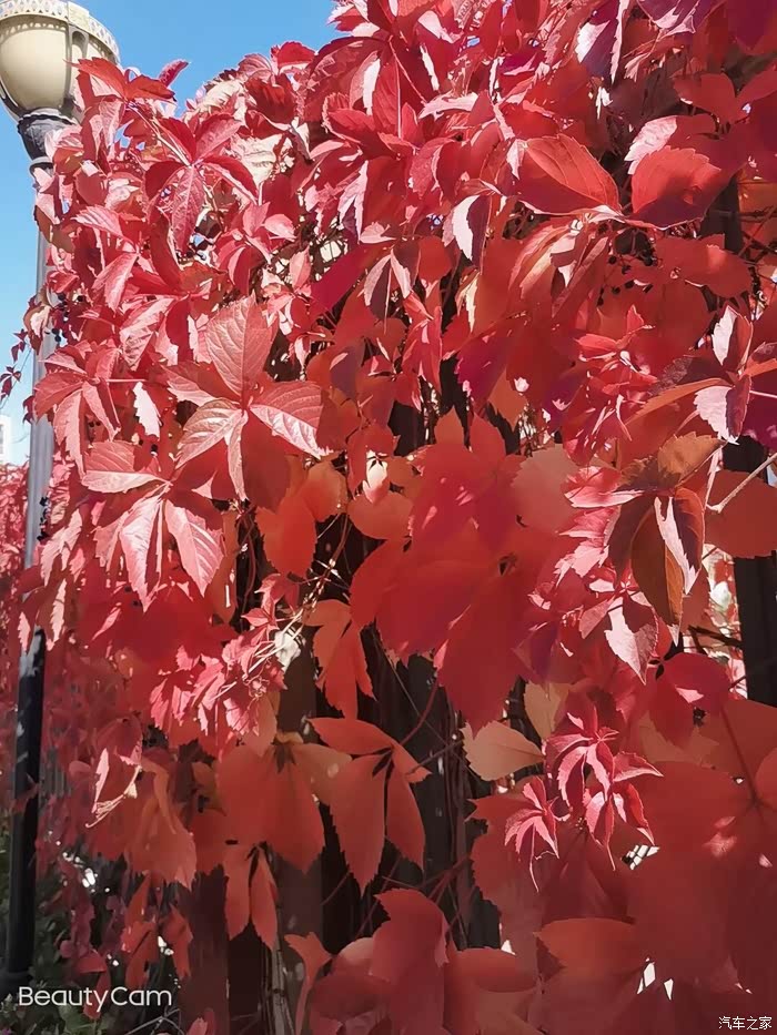 小区的一面红叶子