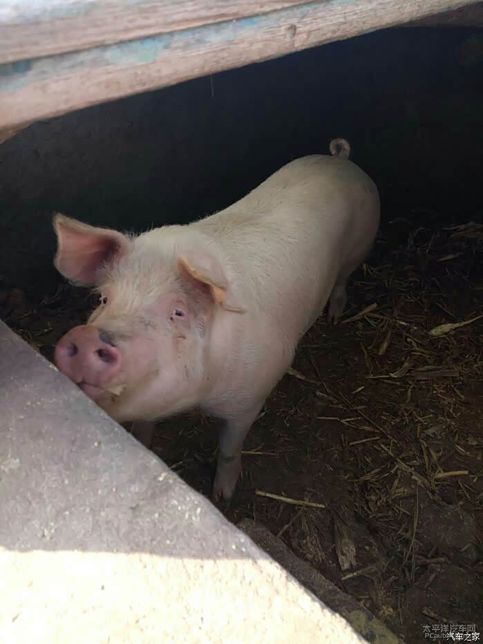 花姑娘,你在瞅啥