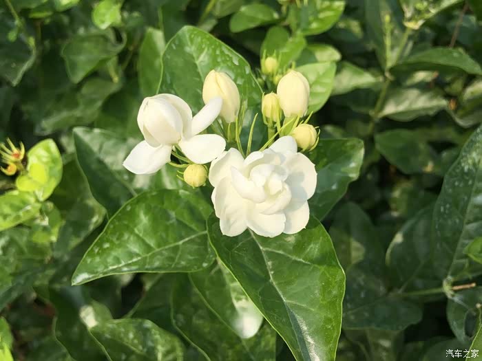 开着捷途出发横县中华茉莉园二