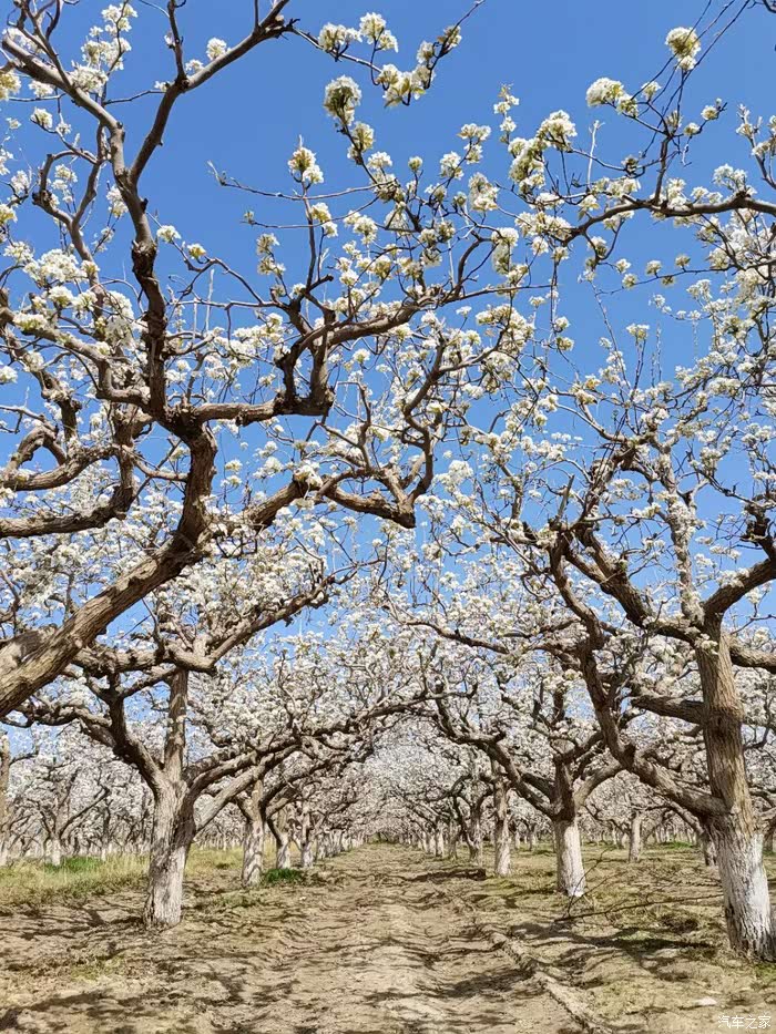 库尔勒梨花节开着伊兰特去赏花