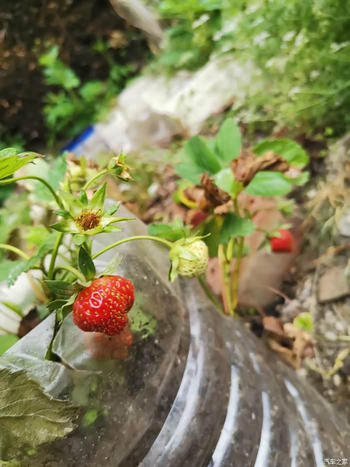 家里种的小草莓结果了