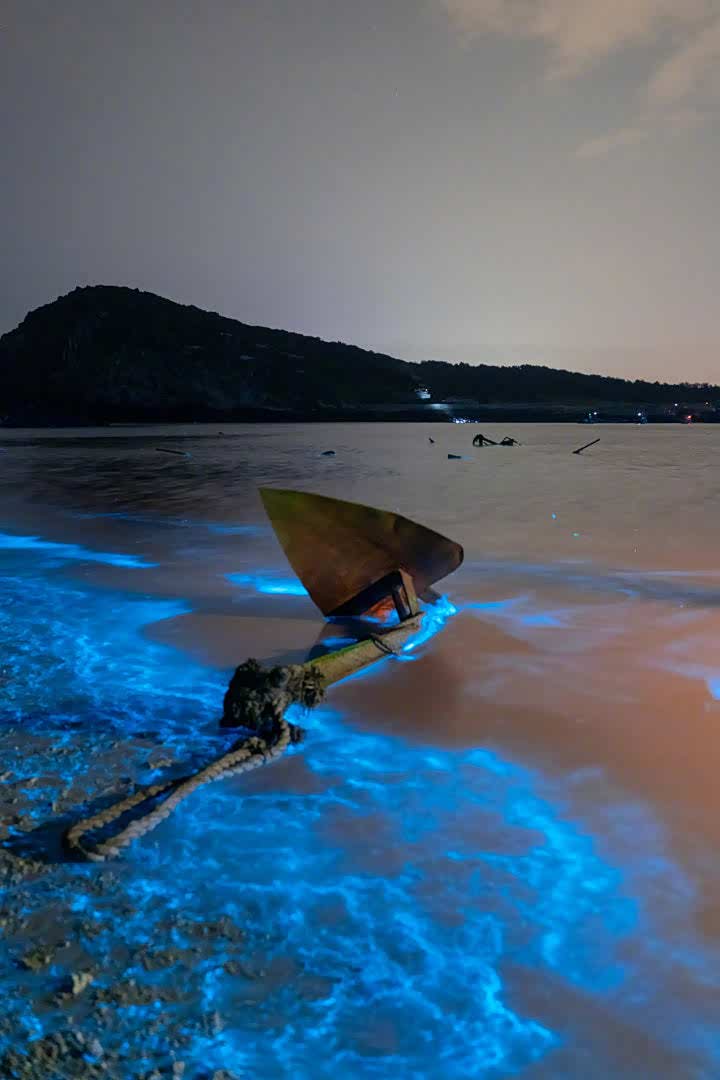 它叫希氏弯喉海萤.