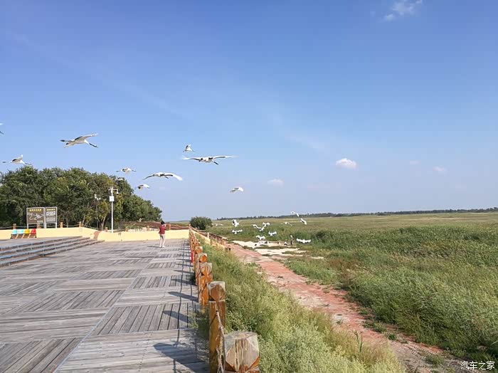 吉林向海国家级自然保护区游览丹顶鹤放飞的地方