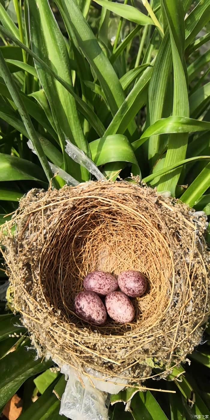 漂亮的鸟窝鸟妈妈去哪了呢