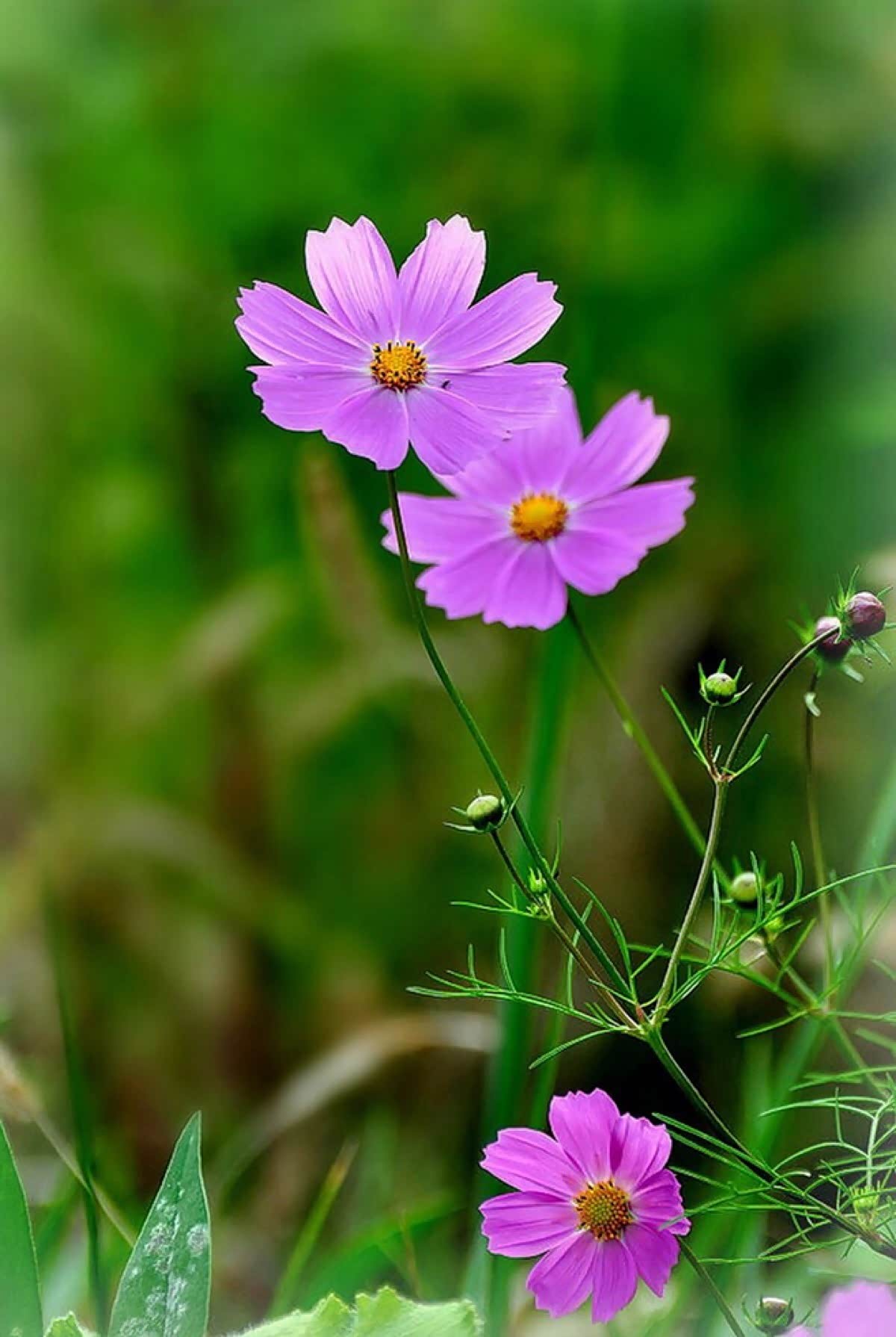 花丛里的小小艳丽美丽盛开花花绿绿百花争艳