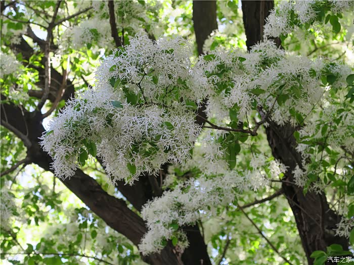 洁白的流苏,花浓如云,从远处望去,流苏树伞型的树冠如披白雪.