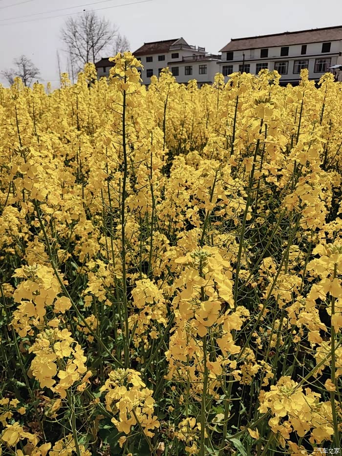 开上我的小五周游整个春天