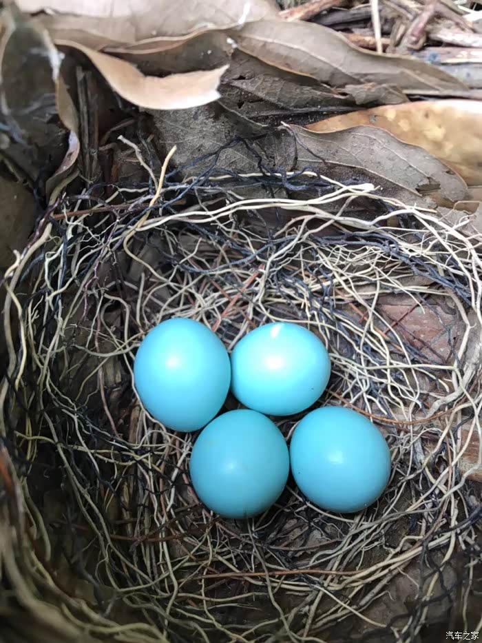 美好周末江西婺源游行记