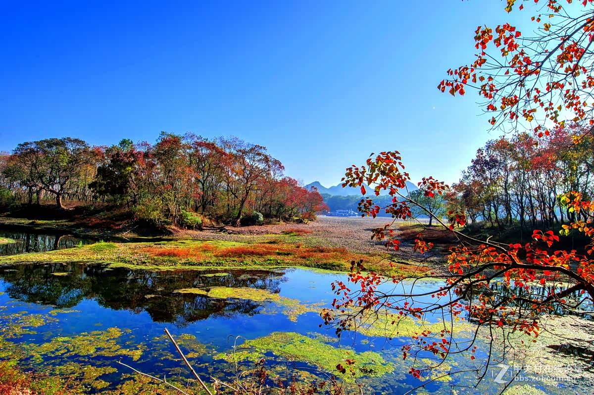桂林乌桕滩的秋天景色也很美披上一层彩色外衣