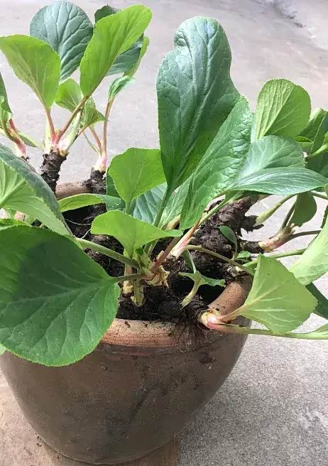 岩白菜是一种中草药山上经常可以挖到