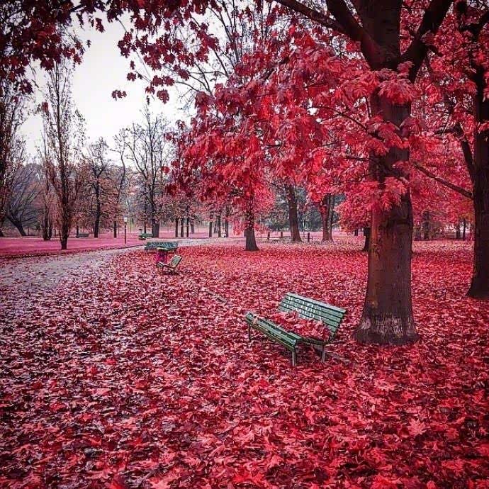 意大利米兰,深秋街头美哉美哉