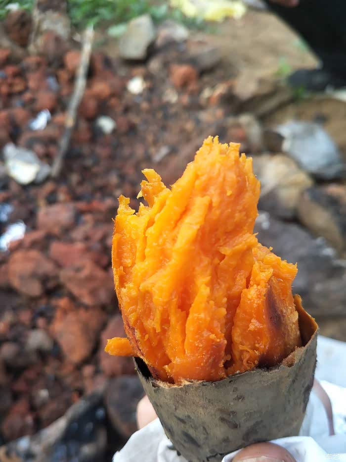 【广西壹家人车友会441】过年蹭玩之,窑红薯!