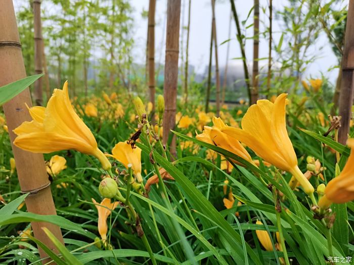 雨後初晴這邊風景獨美,攜手虎7一起暢遊花海