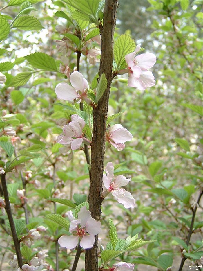 樱桃花图片真实宾莹图片