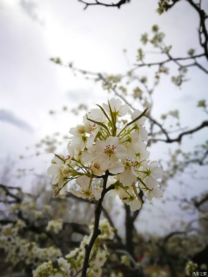 三春未尽风催雪一夜梨花唤仲青北京大兴梨花村赏花记
