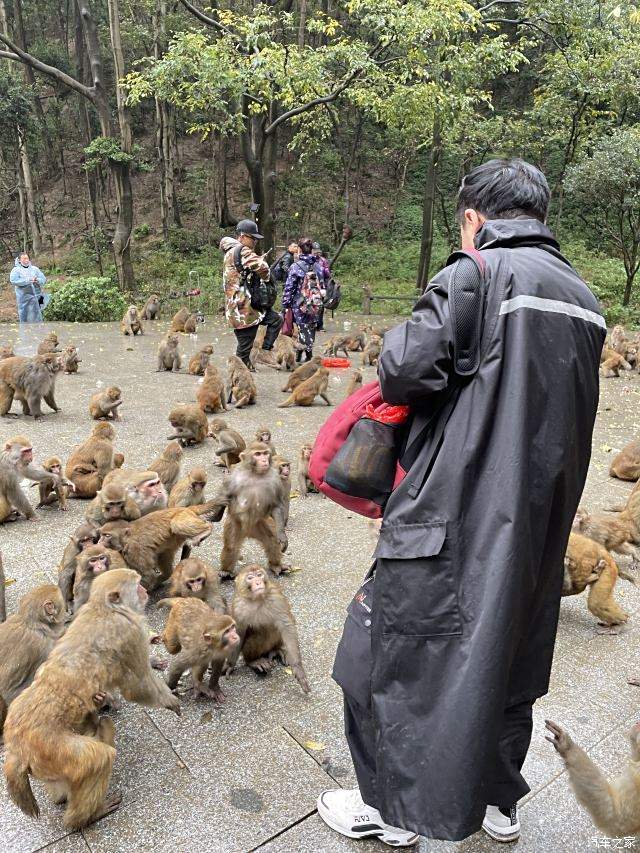 三岭湾猕猴观赏园图片