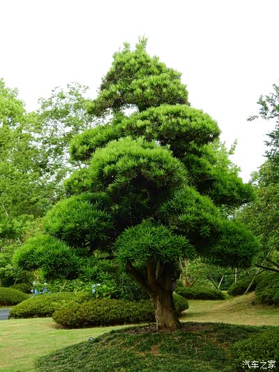 松树长得也是绿油油的