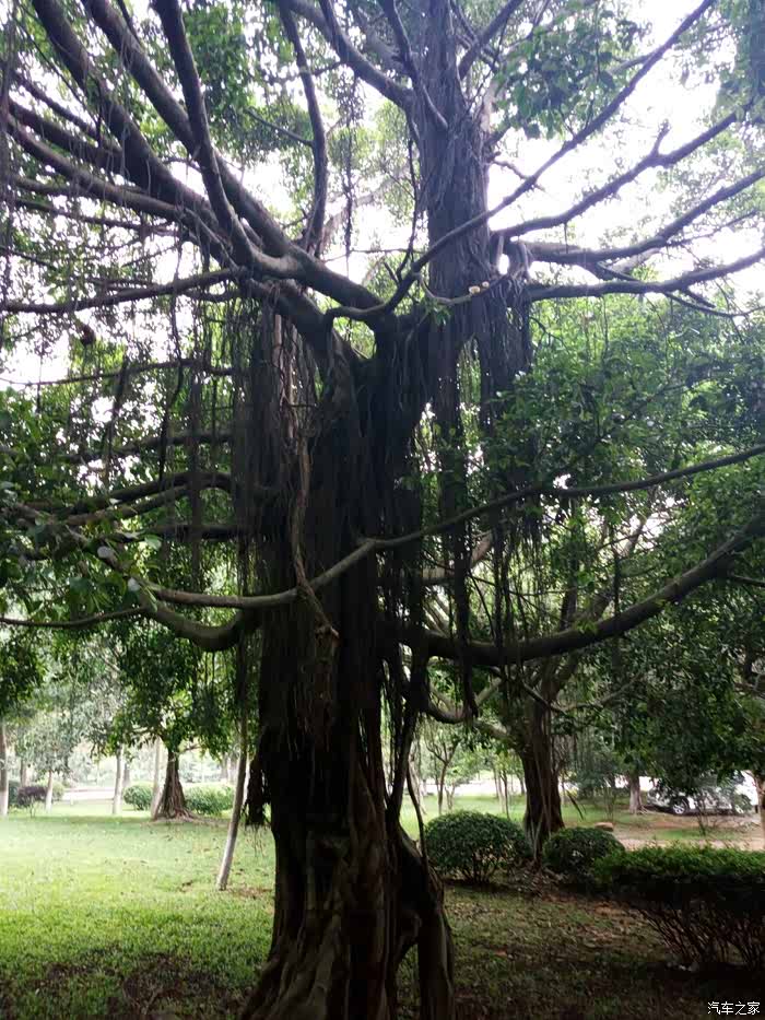 《游记》~大白帝豪gl带我游玩水濂山森林公园.