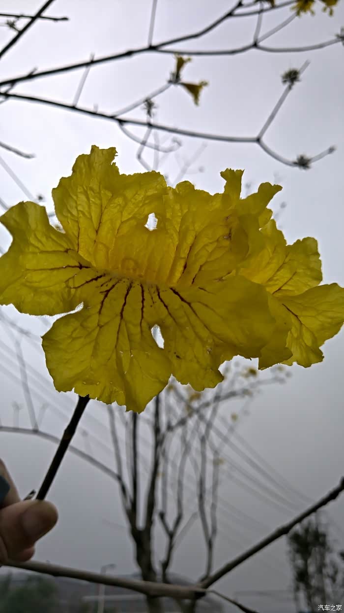 【万物复苏送福利】和xc40一起看美丽的大黄花