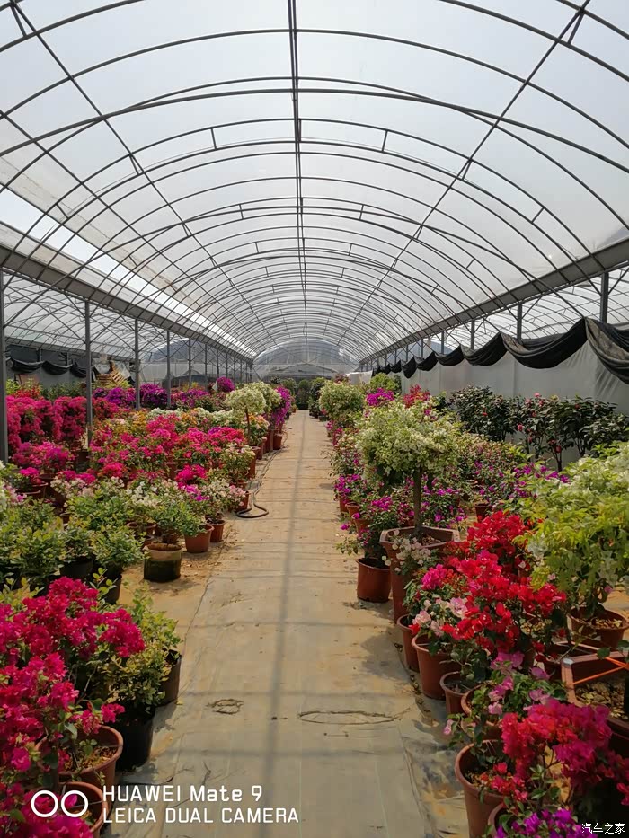 带着爸妈来逛逛今天真是巧明后天关门检查华新花卉苗木基地