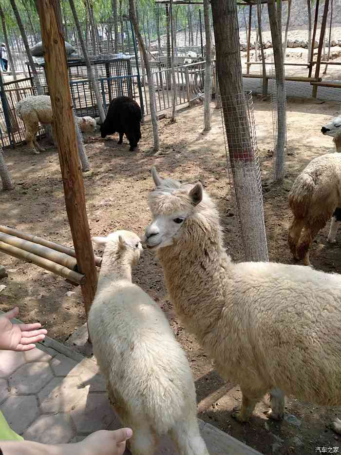 五龍山野生動物園小短途一趟